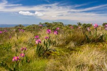 Campos Gerais